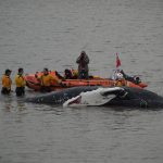 Sad end for a Whale in Wales
