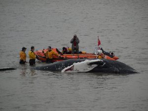 Sad end for a Whale in Wales